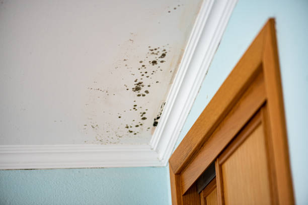 Best Mold Damage Repair  in Rochester, MN