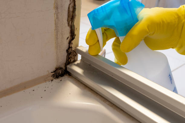 Best Commercial Mold Removal  in Rochester, MN