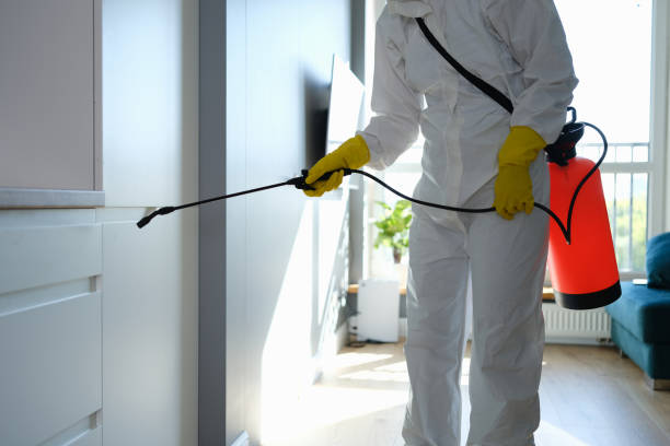 Professional Mold Removal in Rochester, MN
