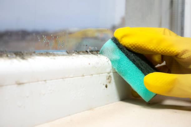 Best Mold Remediation Experts  in Rochester, MN