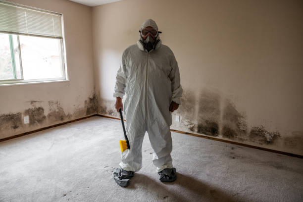 Best Certified Mold Removal  in Rochester, MN