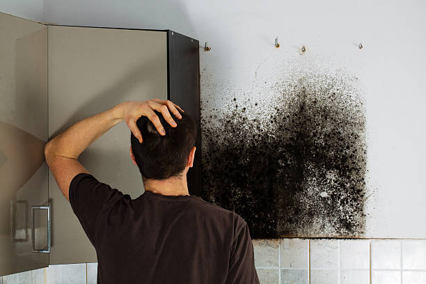 Best Fast Mold Removal  in Rochester, MN