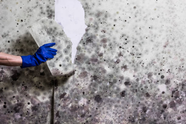 Attic Mold Removal in Rochester, MN