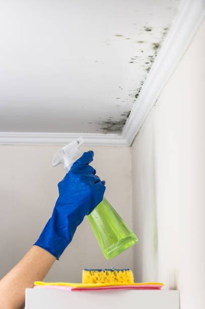 Best Residential Mold Removal  in Rochester, MN